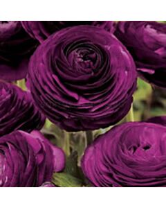 Ранункулус /Ranunculus asiaticus aviv purple /