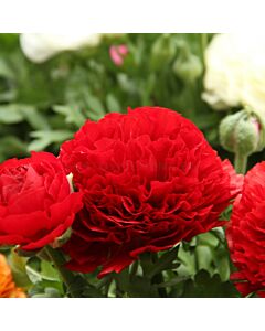 Ранункулус /Ranunculus asiaticus aviv red / 