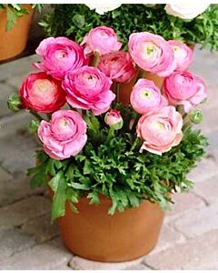 Ранункулус Tomer pink*