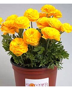 Ранункулус Tomer Yellow*