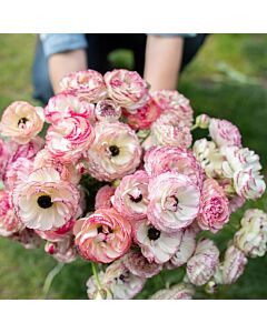 Ранункулус /Ranunculus picotee pink &white / 1 бр 