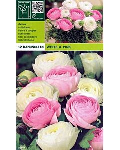 ранункулус White and Pink- LSCH