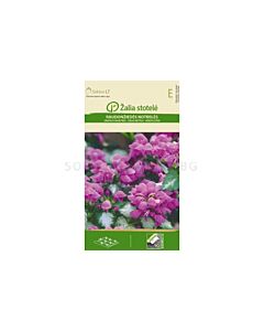 Семена Великденче / DEAD NETTLE / 'SK -1 оп