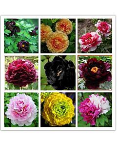 Божури микс /Paeonia mix / 5 бр 