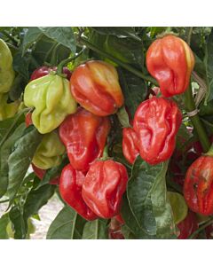 ЕКСНОВА ПИПЕР ЛЮТ ХАБАНЕРО ЧЕРВЕН 100С - HOT PEPPER RED HABANERO