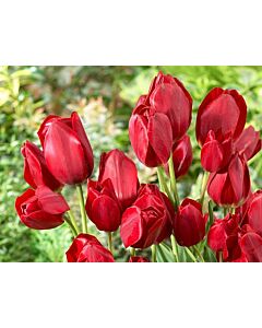 Лале Red Bouquet - 1 бр.