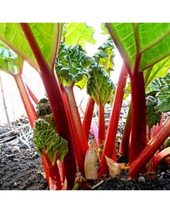 Ревен Rhubarb Victoria - Verpakt Edibles capper edibles Rhubarb Victoria