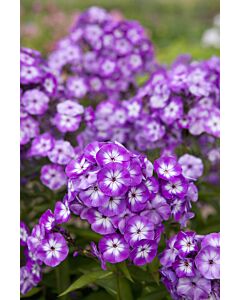 Флокс - Phlox Paniculata Uspech - 1 бр 
