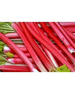 Ревен Timperly Early- Verpakt Edibles capper edibles Rhubarb Timperly Early - 1 бр.