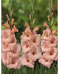 Гладиол Rigoletto - Gladiolus large-flowered Rigoletto - 1бр