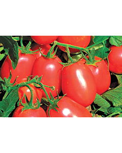 Семена домати (консервни) Рио Фуего /AgroTIP/ - 100 грама