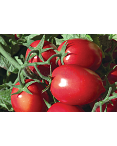Семена домати (консервни) Рио Гранде /AgroTIP/ - 100 грама