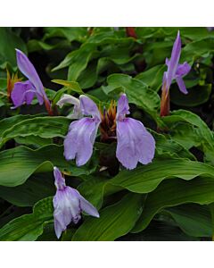 Роскоеа purpurea - 1 бр.