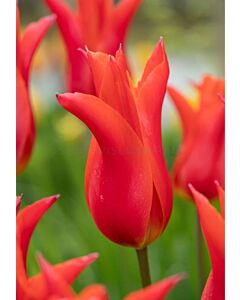Лале lily-flowered Royal Charm - 1 бр.
