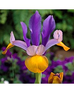 Ирис  /Iris dutch 'Frans Hals'/ 1 бр
