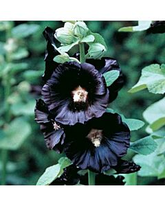 Ружа rosea black