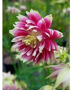 Аквилегия / Aquilegia Double Pink / 1 бр