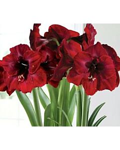 Амарилис / Amaryllis Grand Diva / 1 бр