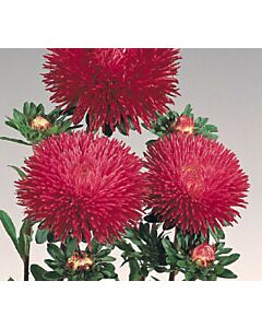 Астра /Callistephus chinensis Crest red/ LG -1 оп