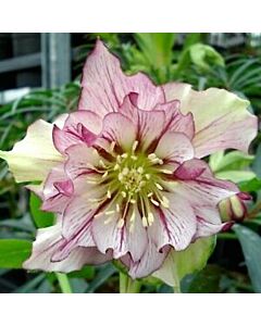 Кукуряк /Helleborus Double Ellen Picotee / 1 бр