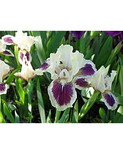 Ирис Черно Чери / Iris pumila Black Cherry Delight / 1 бр