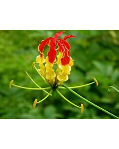 Глориоза /Gloriosa 'Superba'/ 1 бр