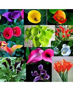 Кала микс / Zantedeschia mix / 