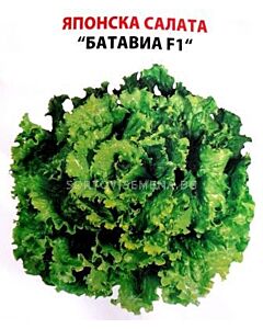 Семена салата Батавия F1