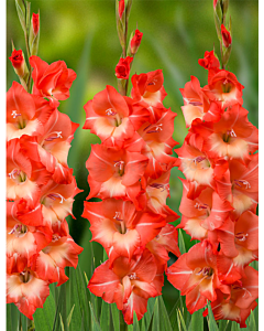 Гладиол Salmon Star/ large-flowered - 1 брой
