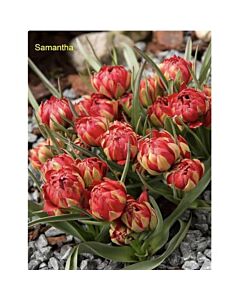 Лале miscellaneous humilis Samantha - 1 бр.
