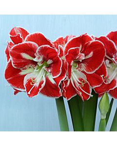 Амарилис Amaryllis Samba 1 бр