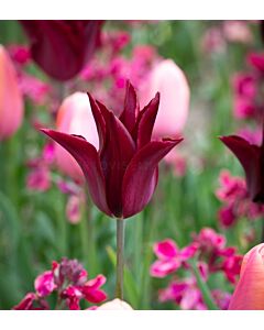 Лале lily-flowered Sarah Raven - 1 бр.
