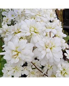 Саксифрага /Saxifraga granulata 'Flore Pleno'
