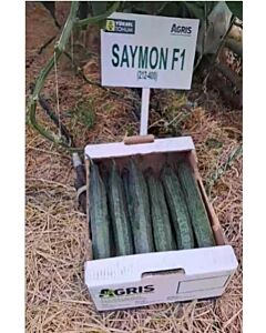 Семена краставици SAYMON /ZKI/ - 250 семена