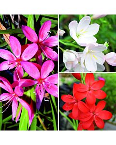 Шизостилис микс / Schizostylis mix / 5 бр