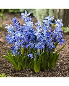 Синчец Spring Beauty/ 1 бр