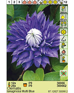 Клематис  Lanuginosa Multi Blue