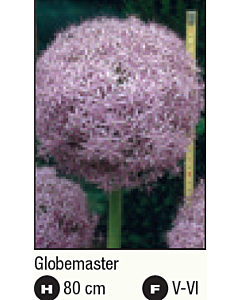 Декоративен лук Globemaster*