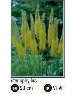 Еремурус stenophyllus/ - 1 брой