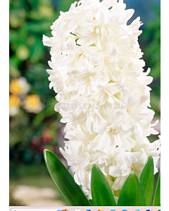 Зюмбюл double 'White Fleur - 1 бр.