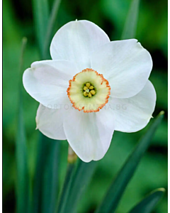 Нарцис small-cupped Dreamlight - 1 бр.