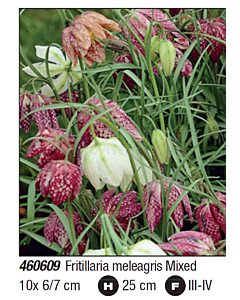 Фритилария meleagris mixed - Пакет с 10 бр.