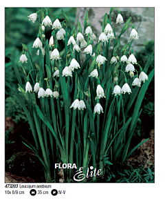 Блатно кокиче/ Leucojum aestivum - Пакет с 10 бр.