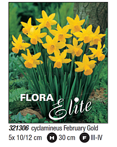 Нарцис/ cyclamineus February Gold - Пакет с 5 бр.