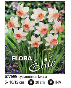 Нарцис / cyclamineus Iwona - Пакет с 5 бр.