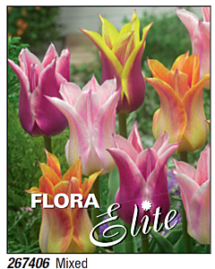 Лале lily-flowered mixed - Пакет с 7 бр.