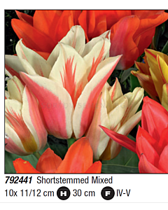Лале multiflowered shortstemmed mixed - Пакет с 10 бр.