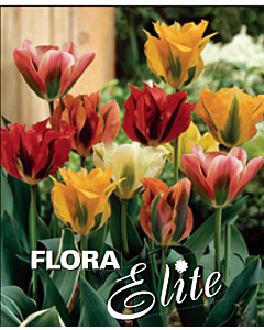 Лале viridiflora mixed - Пакет с 7 бр.
