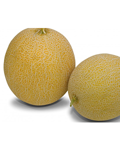 Семена пъпеш (галия) ЛАВИ ГАЛ /1-1,5 kg/ - 500 с.