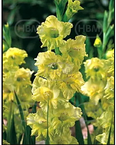 Гладиол Spring Green - 1 бр.